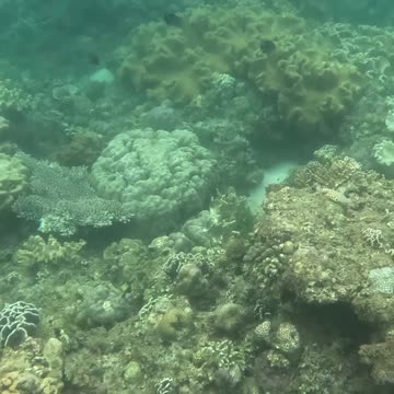 Beauty Beneath the Waves, Snorkeling In The Morning