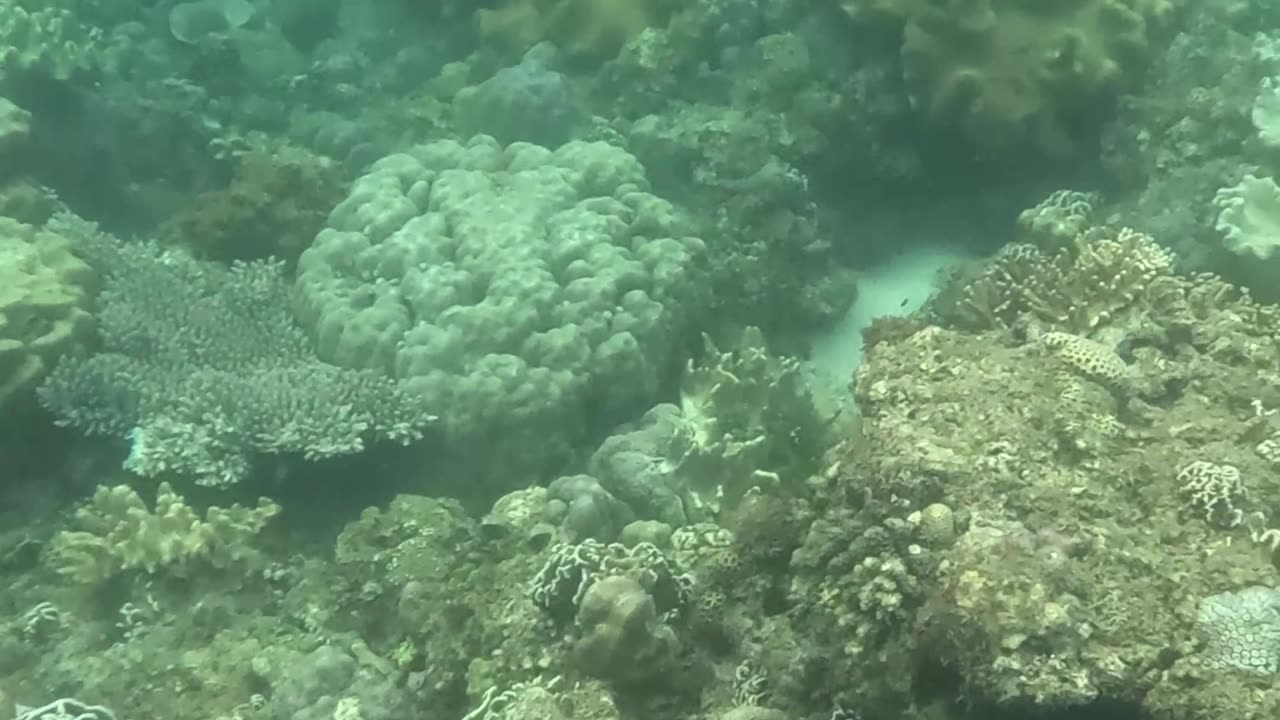 Beauty Beneath the Waves, Snorkeling In The Morning