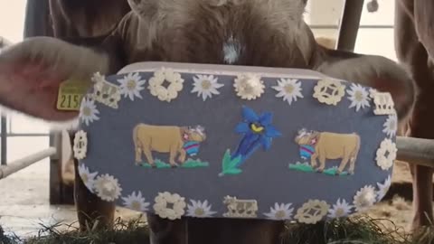 Moo-Reality: Cow Tries VR!"