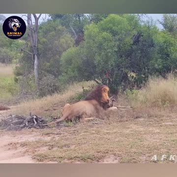 Why lion King of grasslands? #lion #kingoflions #grasslands