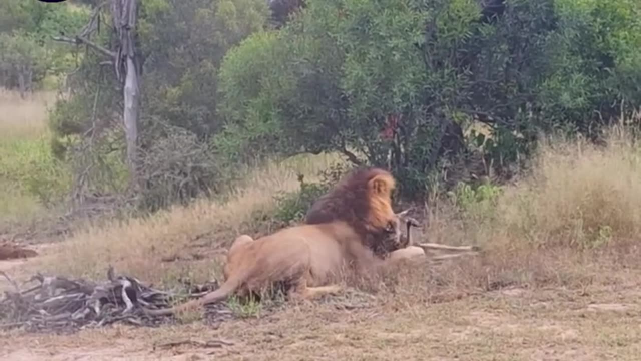 Why lion King of grasslands? #lion #kingoflions #grasslands