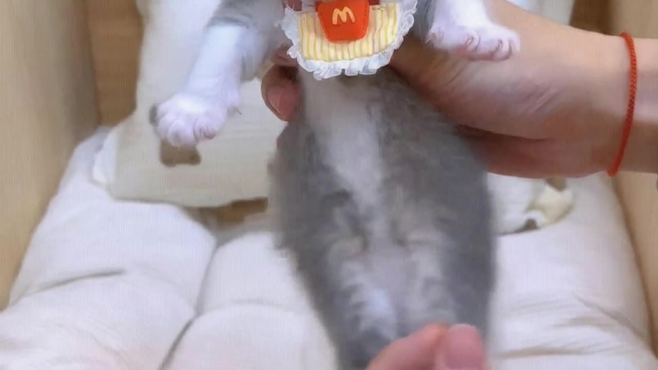 A little kitten drank too much milk, making gurgling sounds.
