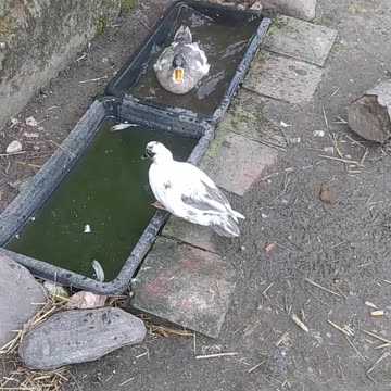 Moomintroll and Twinkle take a morning bath.