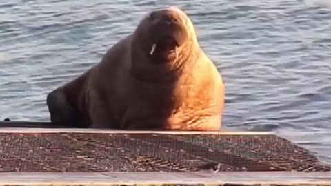 Wildlife