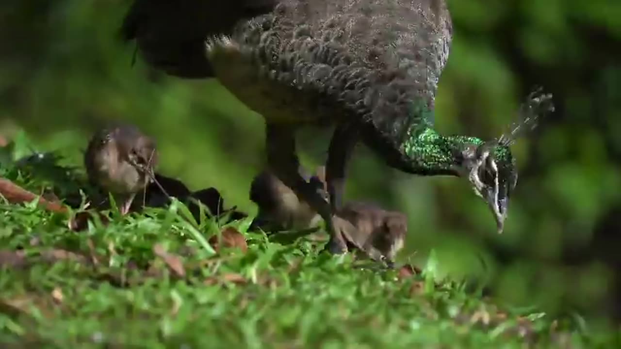 Wildlife