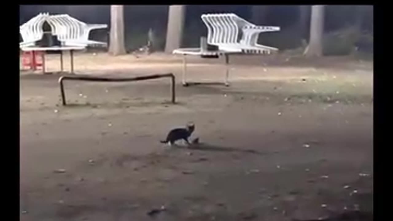 Cat playing with mouse