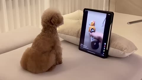 funny baby dog