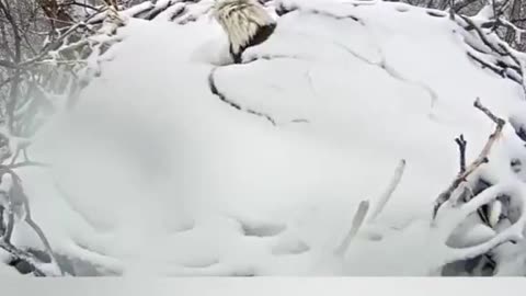 A bald eagle wakes up after a snowstorm