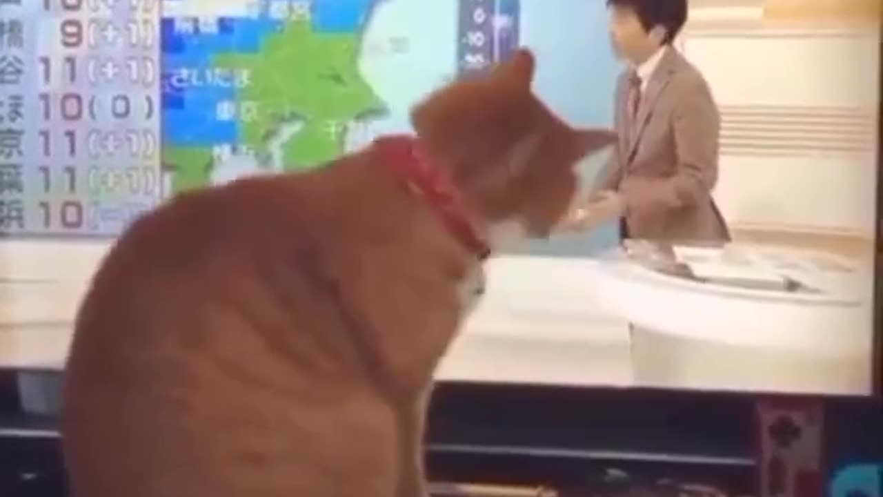 funny cats moments 😂👍