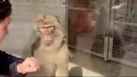 Funny video monkey