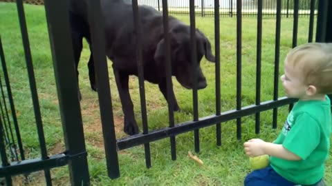 Funny Baby and Dog playing together