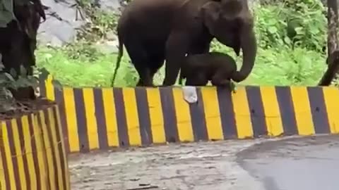 Mother's love ❤️❤️ Rare footage.🙏