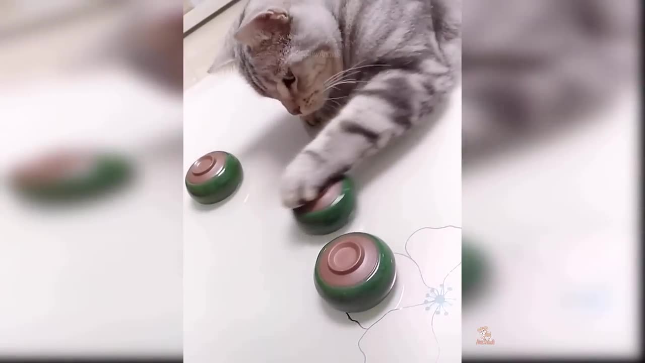 FUNNY AND CUTE CAT VIDEOS