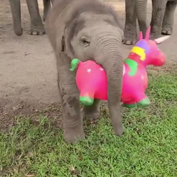 Baby elephant enjoying with toy