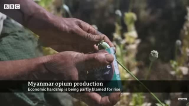 Opium Production Booms in Myanmar As Economy Squeezes | BBC News Source