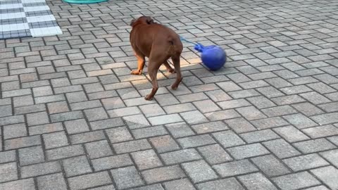 Boxer Spins Ball Round And Round