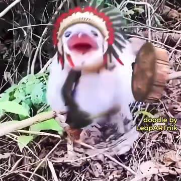 Funny Animal Videos Funny Funny Clips Dogs Cats Kittens Cute Funny Beautiful Rare Amazing