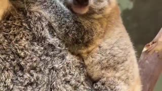 Mama and baby koala being weighed - Super Cute