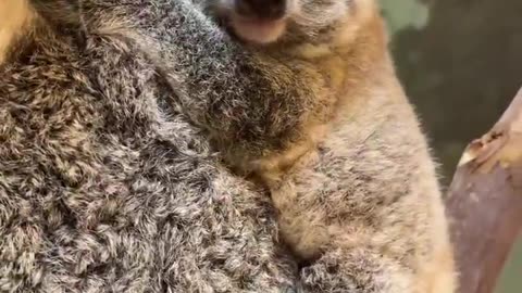 Mama and baby koala being weighed - Super Cute