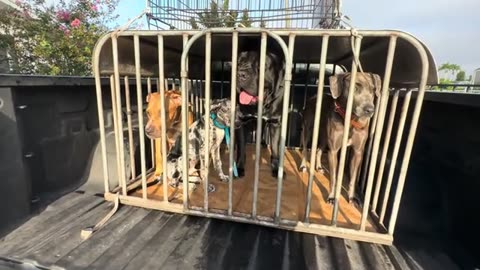 _Vlog_ Puppy Prospects - My Training Process For My Hog Hunters.