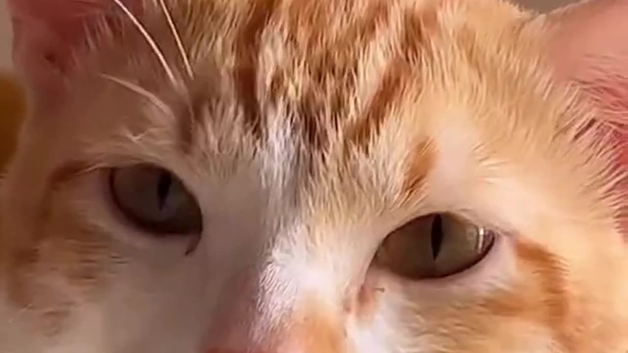 The funny sounds of cats