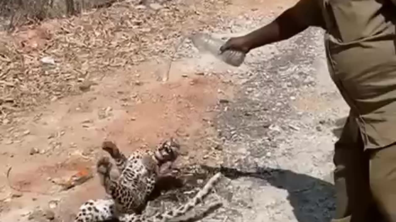 Leopard’s Leap! Don’t mess with the wildlife!