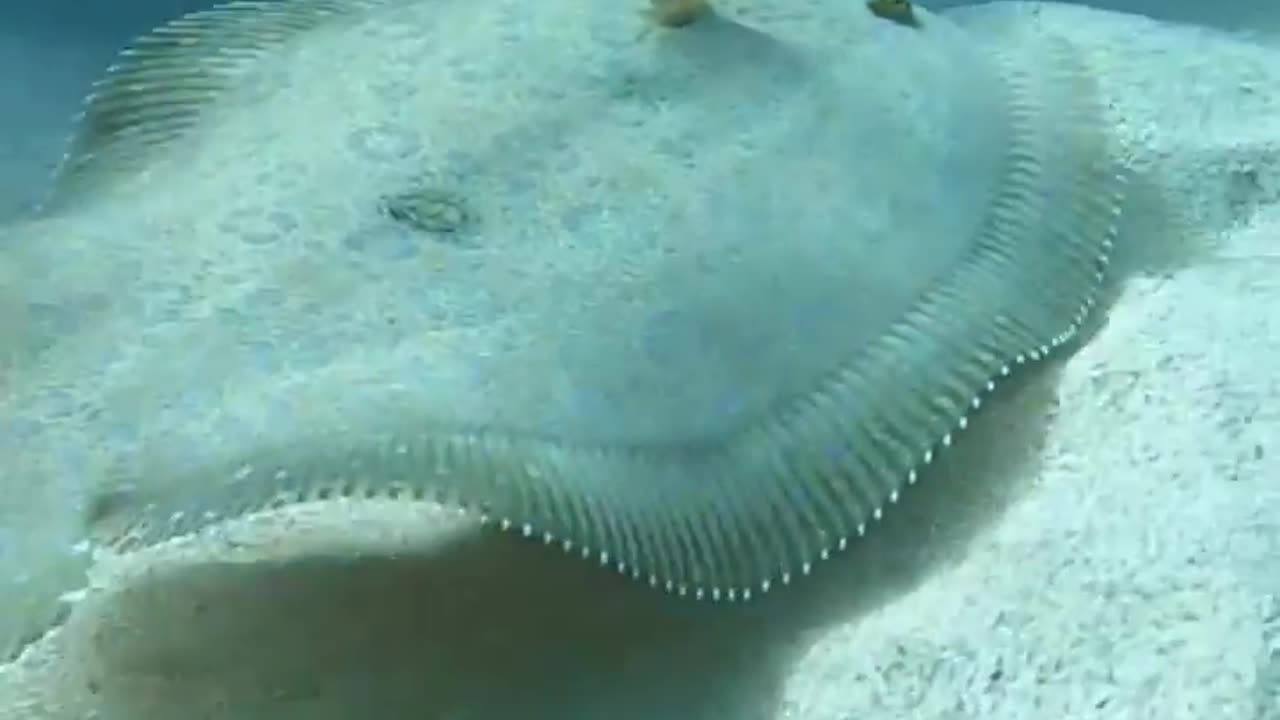 Wildlife