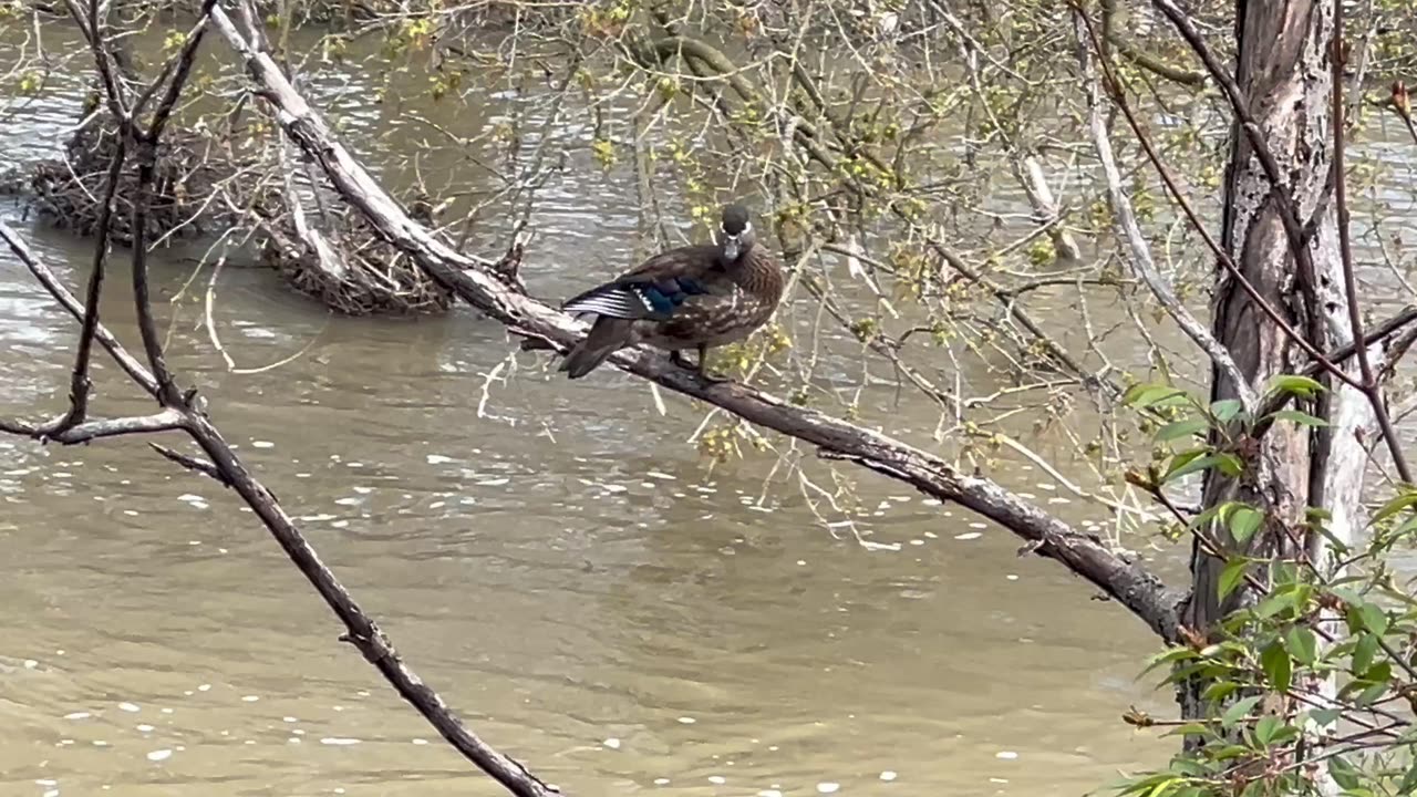 Female wood duck waiting on hubby’s return