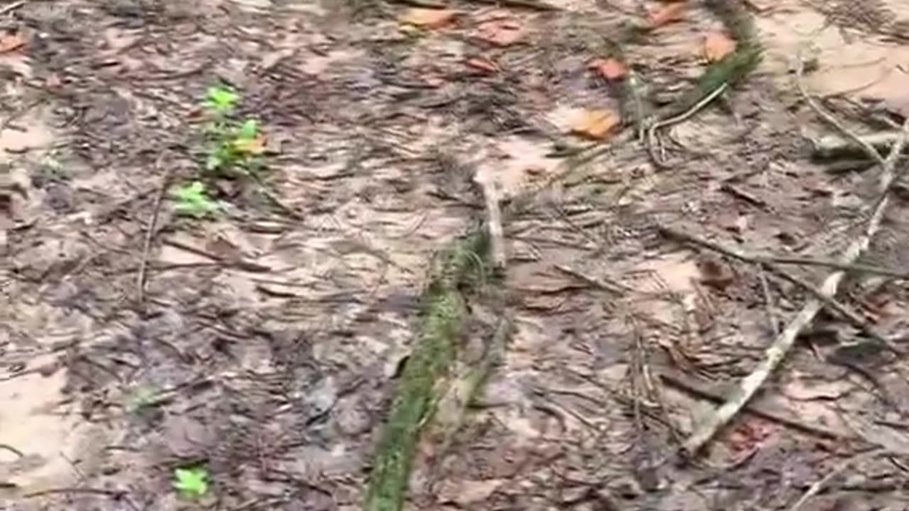 Harvesting rubber from tree sap