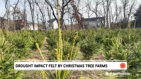 Is drought in the Northeast affecting Christmas tree farms?