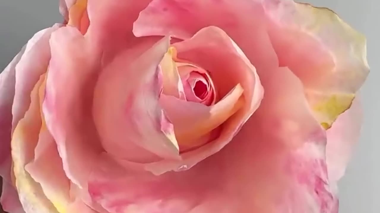 Pink flower