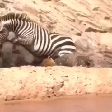 Jaguar Attacks zebra #trending #nature