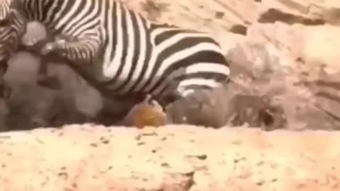 Jaguar Attacks zebra #trending #nature