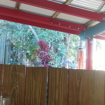 1.10.2024 Out of Control Kuranda (1)