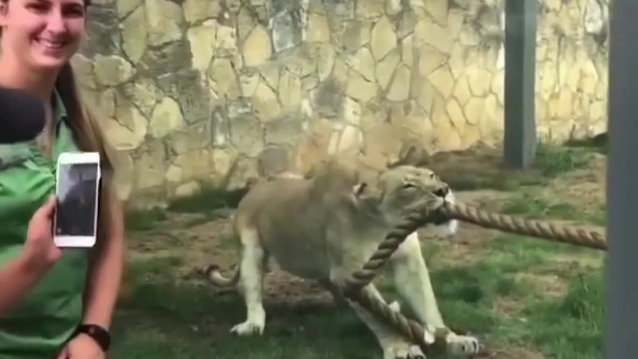 The power of the Lioness 🦁