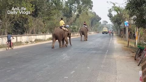 Funny Elephant