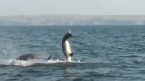 Wildlife