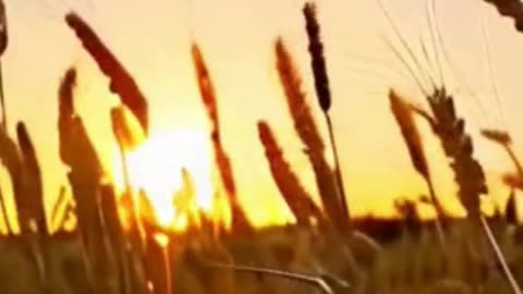 Fields of Gold