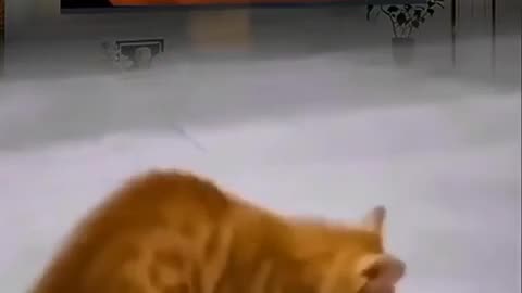 Cat Doing Michael 😛Jackson Moves!