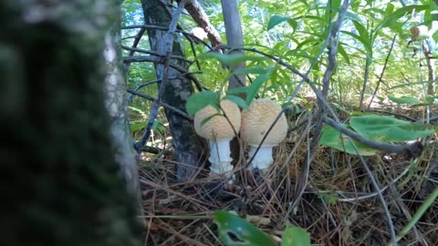 Mushrooms