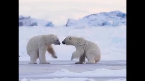 Polar Buds