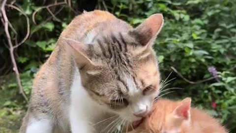 Cute lovely Cat's Family