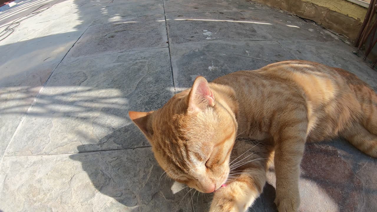 Homeless cat in Ras Al Khaimah, UAE: ED SHEERAN #cat #cats #EdSheeran #emirates #pet #ae #UAE #pets