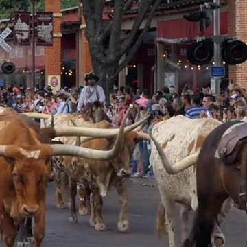 The Houston Livestock Show and Rodeo , Texas | Hidden Gems