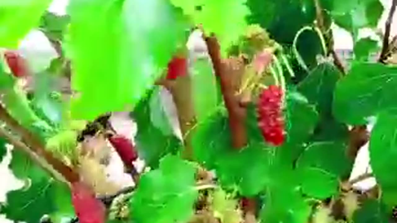 Mulberry fruit tree with tomato stimulants🍅🍅🍅