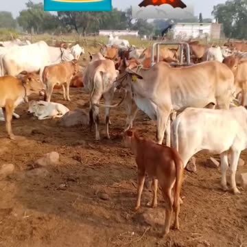 Animals🐃🐂#short#shortvideo#firstshortvideo #youtubeshort