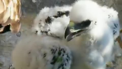 Eagle Hunting Down The Mountain Goat