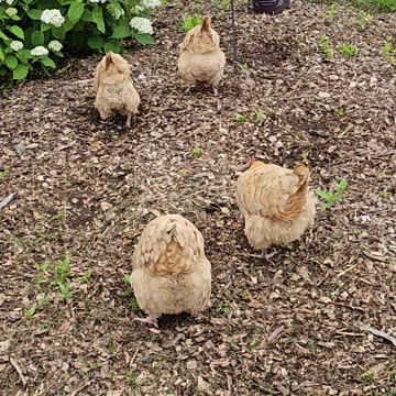 OMC! OMG! Fluffy-butt overload! - Aren't these little chickens adorable!? 🐔😍🤣#chickens #hens Shorts