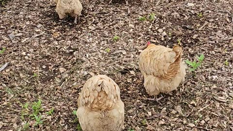 OMC! OMG! Fluffy-butt overload! - Aren't these little chickens adorable!? 🐔😍🤣#chickens #hens Shorts