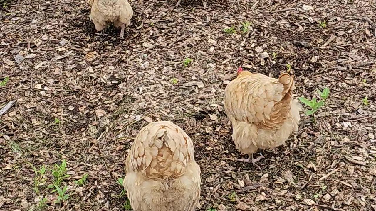 OMC! OMG! Fluffy-butt overload! - Aren't these little chickens adorable!? 🐔😍🤣#chickens #hens Shorts